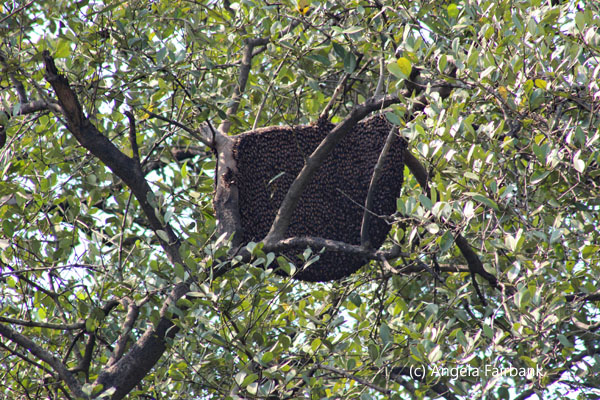 beehive