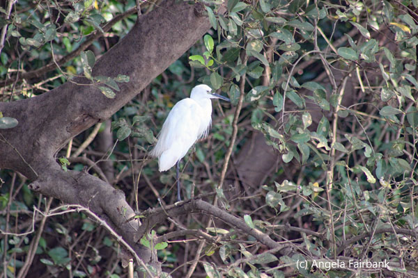 egret