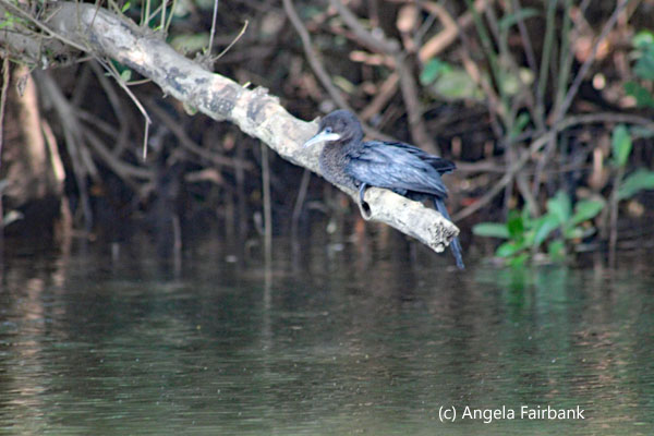 cormorant