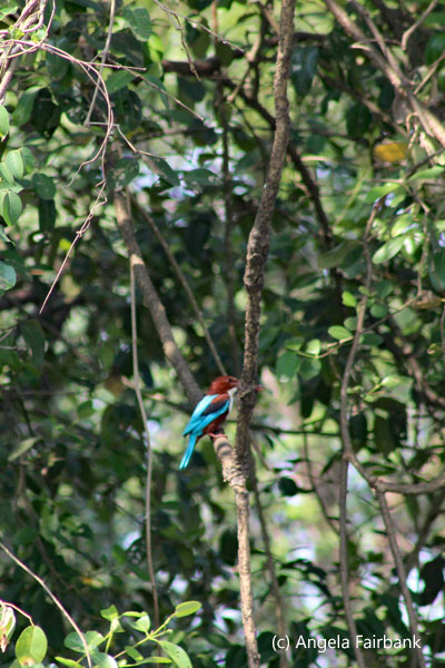 kingfisher
