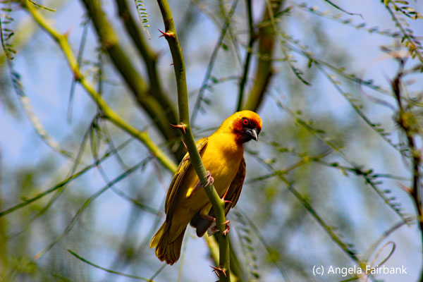 Rueppell's Weaver bird 1