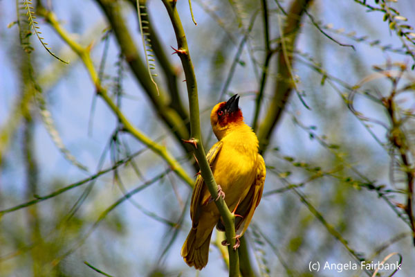 Rueppell's Weaver bird 2
