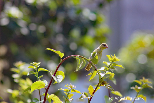 unidentified bird