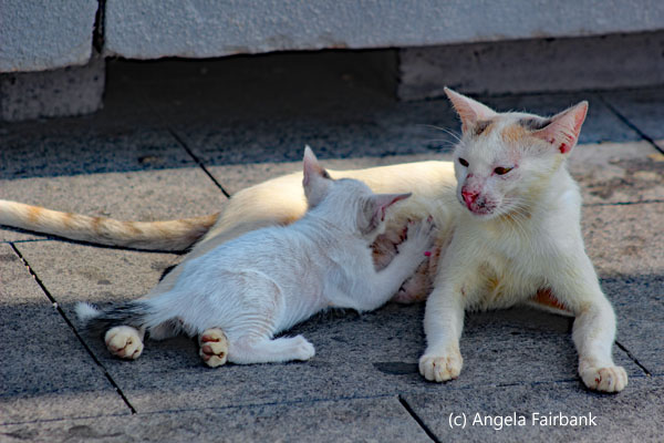 cat feeding kitten