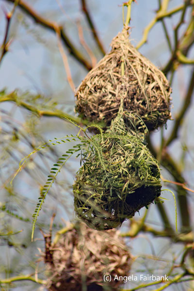 weaver nests