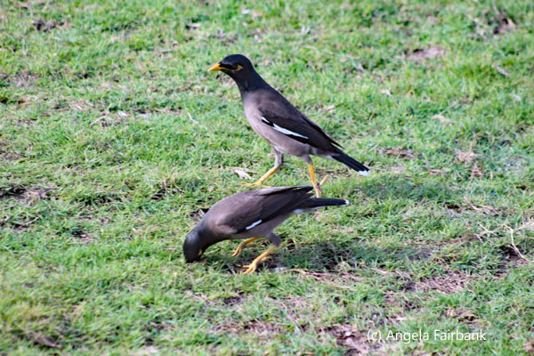 common mynas
