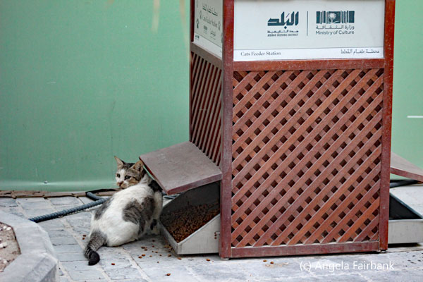 cat feeding station