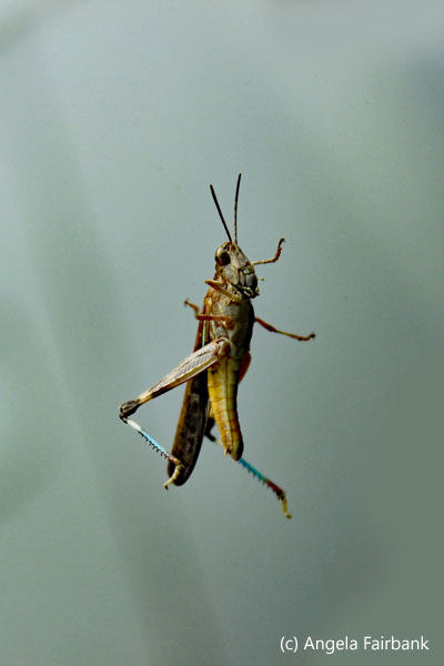 grasshopper on bus window