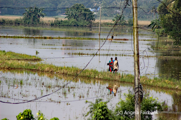2 women walking in paddy fields