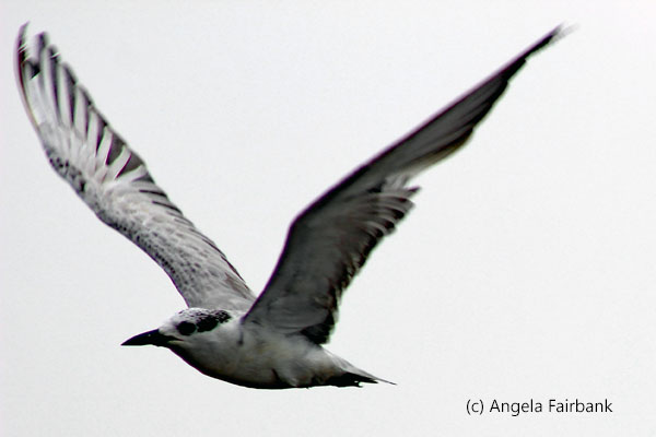 tern in flight