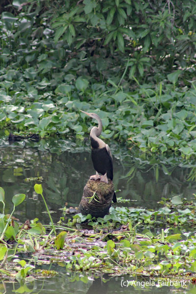 cormorant on rock