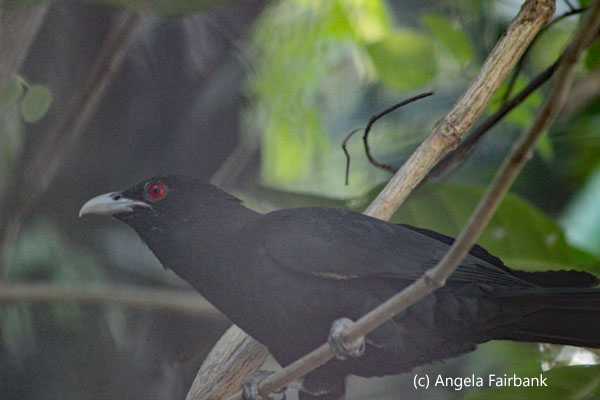 male koel