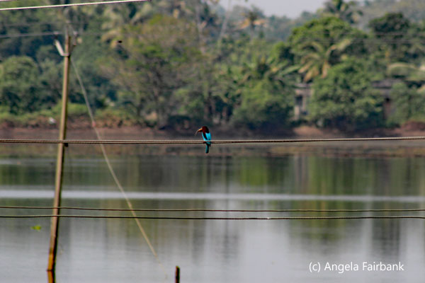 kingfisher 2