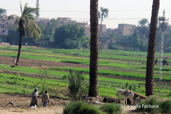 farming in fertile Nile plains
