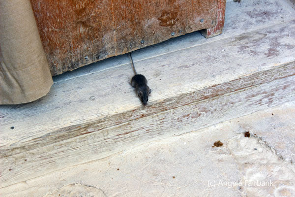 mouse
