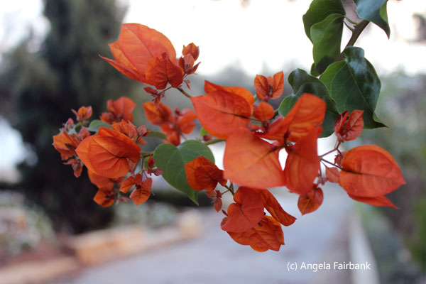 orange bougainvillea