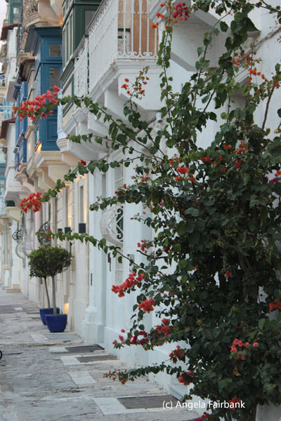 bougainvillea on street