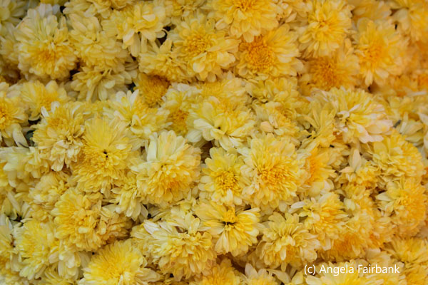 yellow flowers