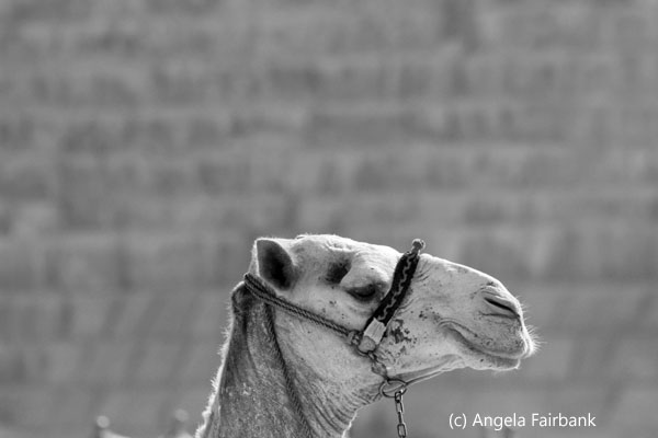 camel head in front of pyramid