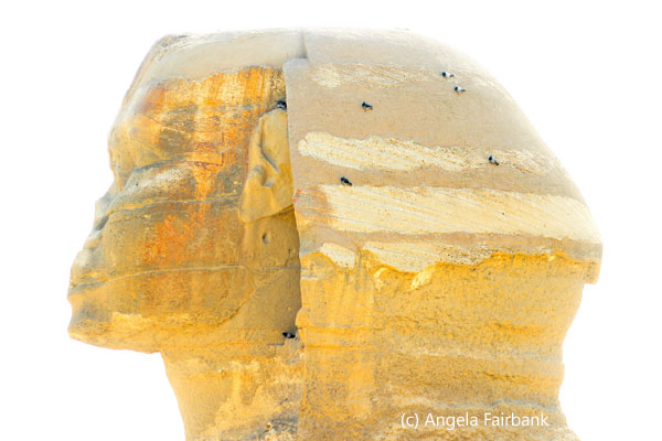 sphinx head side view