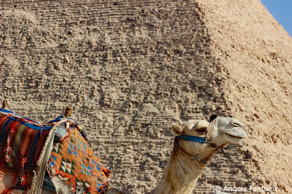 more of camel in front of pyramid