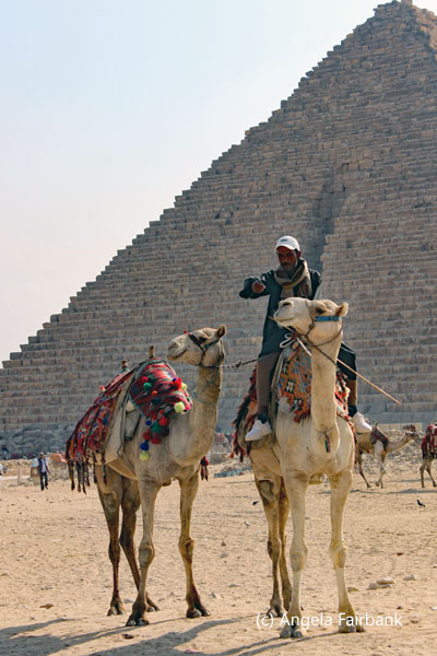 2 camels with driver