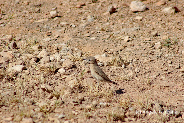 brown bird on ground