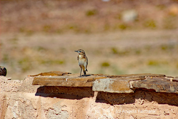 brown bird on wall