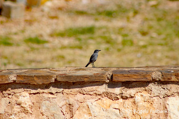 grey bird on wall