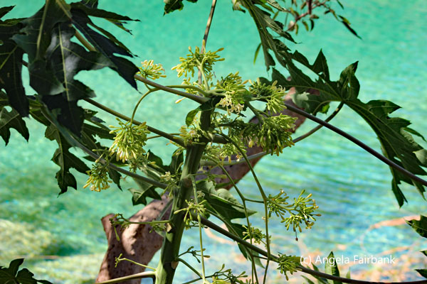 white flowers against green water