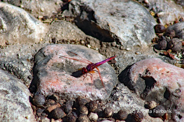 red dragonfly