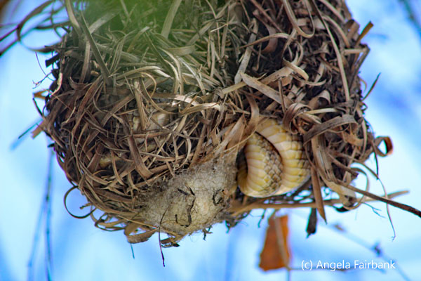 snake in weaver nest