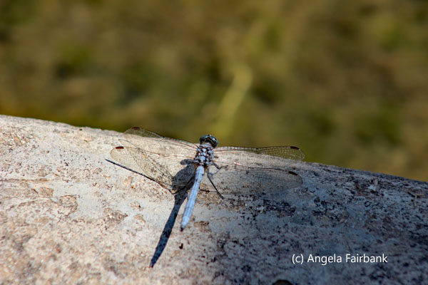 blue dragonfly