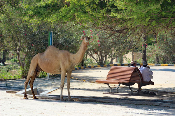 dromedary eating from tree