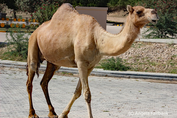 dromedary walking
