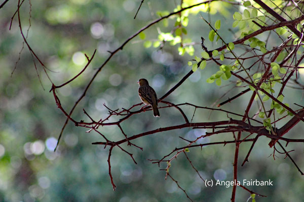 bird in tree