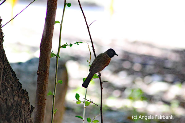 bird in tree 2