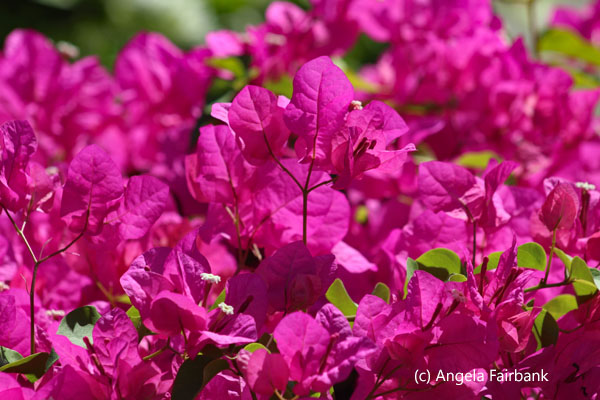 pink bougainvillea