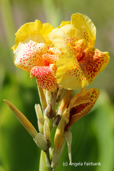 yellow flower