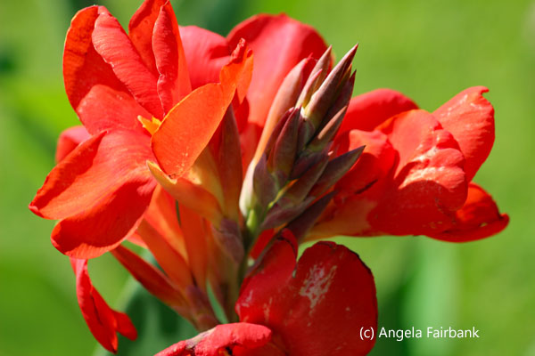 red flower