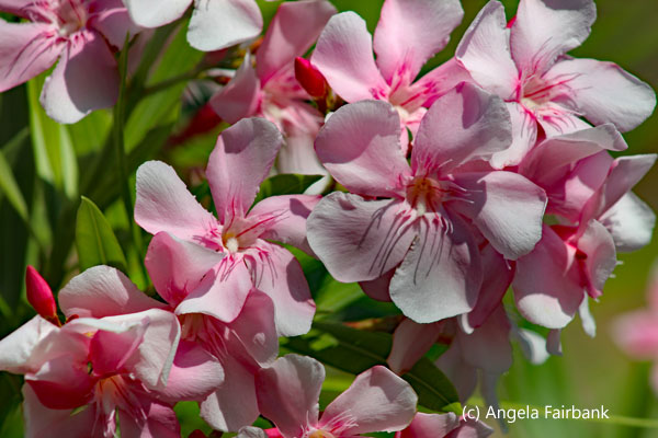 pink flower
