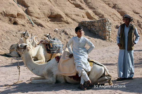bedouins and camel