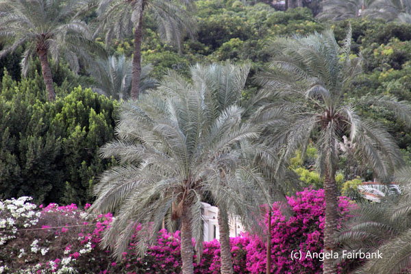 bougainvillea