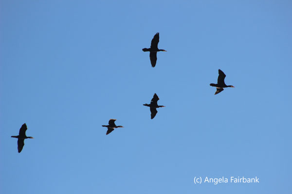 flying cormorants