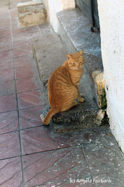 ginger cat