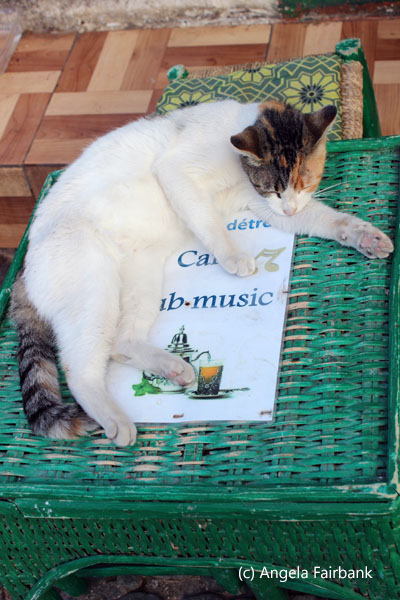 cat on green table