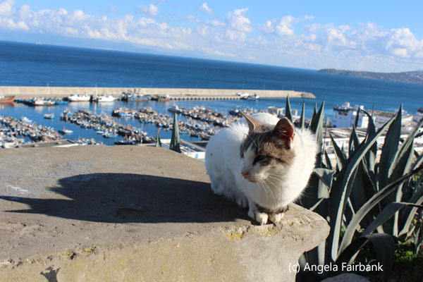 cat over the fishing boat marina