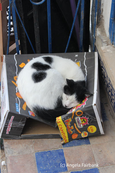 cat sleeping on box