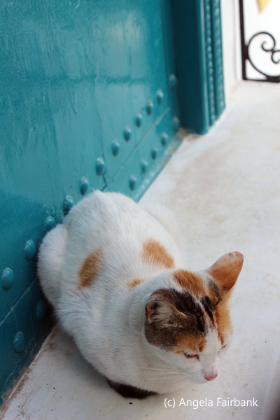cat by green door