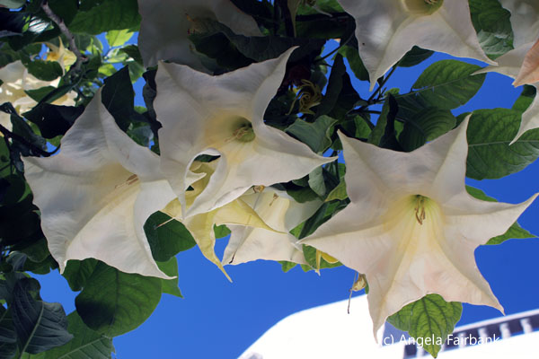 brugmansia